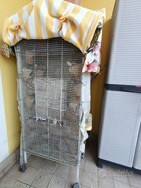 Vendita voliera con Diamantini