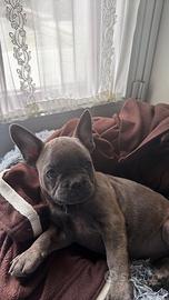 Bulldog francese