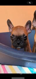Bulldog francese
