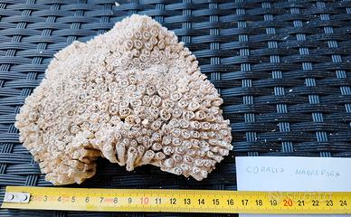 Corallo Madrepora 