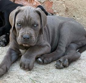 Cuccioli Cane Corso