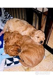 3 cuccioli maschi tipo Barboncino Toy Red/Apricot
