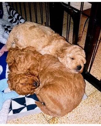 3 cuccioli maschi tipo Barboncino Toy Red/Apricot