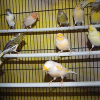 Canarini maschi e femmina nati nel 2025