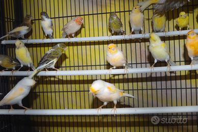 Canarini maschi e femmina nati nel 2025