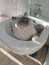 Gatto Sacro di Bimania Blue Point 4 anni