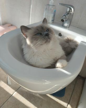 Gatto Sacro di Bimania Blue Point 4 anni