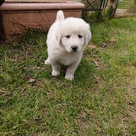Cucciolo di maremmano