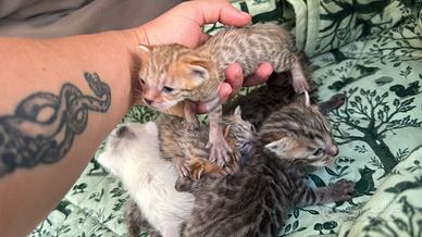 Gattini Millefiori Bengal mix