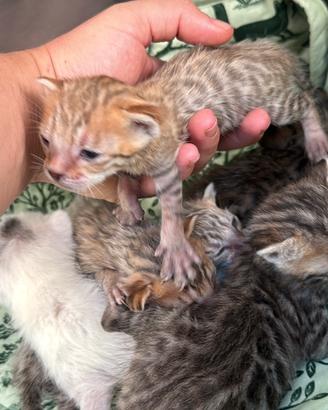 Gattini Millefiori Bengal mix