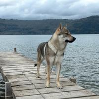 Cane lupo cecoslovacco monta