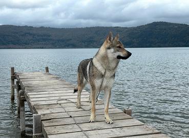 Cane lupo cecoslovacco monta