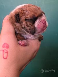 bulldog inglese 