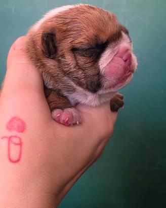 bulldog inglese 
