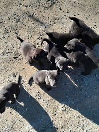 Cuccioli di taglia medio/grande