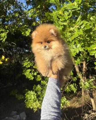 Spitz di Pomerania