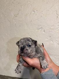 Bulldog francesi esotici
