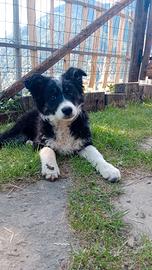 Cucciola mix pastore del Lagorai