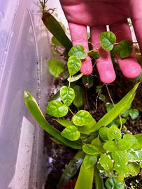 Talee di Ficus pumila var. minima