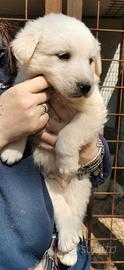 Cuccioli in adozione