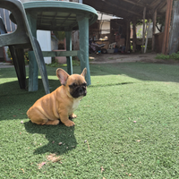 Bulldog francese