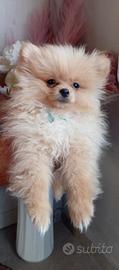 Volpini della Pomerania con pedigree