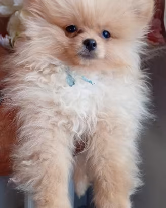 Volpini della Pomerania con pedigree