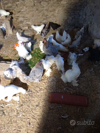 Galline ornamentali soggetti 2025