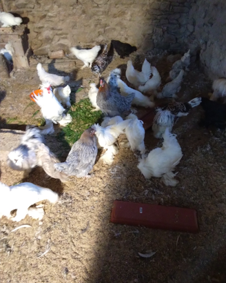 Galline ornamentali soggetti 2025