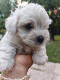 Cuccioli maltese