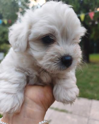 Cuccioli maltese