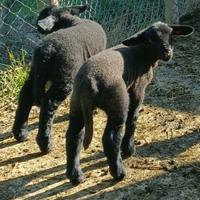 Agnelli Suffolk tipicizzati arr/arr