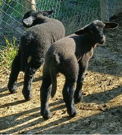 Agnelli Suffolk tipicizzati arr/arr