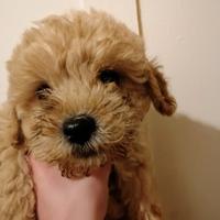 Cucciolo Barboncino
