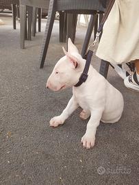 Bull terrier maschio