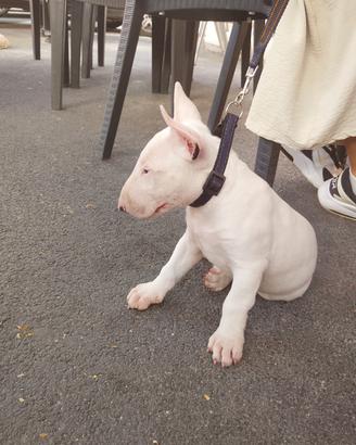 Bull terrier maschio
