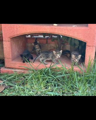 Gattini in adozione
