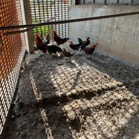 Galline americane Fenix