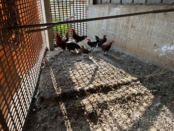 Galline americane Fenix