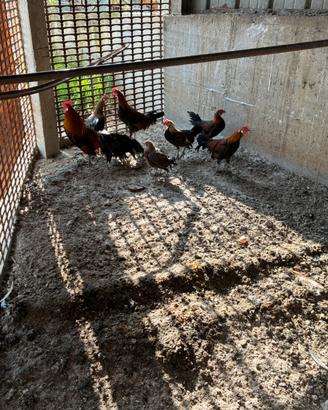 Galline americane Fenix