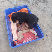 Cuccioli di Rottweiler