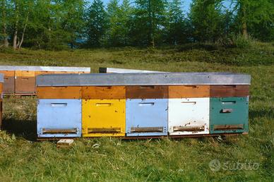 Famiglie di api con arnia