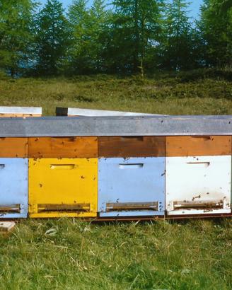 Apicoltura Famiglie di api con arnia