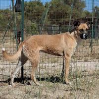 PITA un' amica speciale in adozione