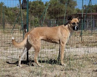 PITA un' amica speciale in adozione