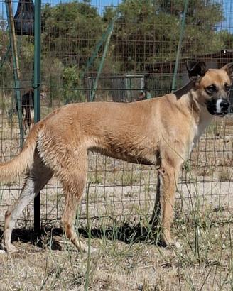 PITA un' amica speciale in adozione