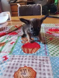 Toy russian terrier