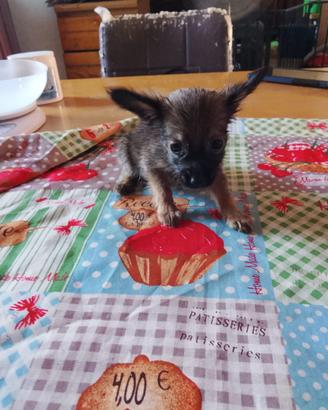 Toy russian terrier