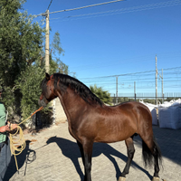 Cavallo spagnolo