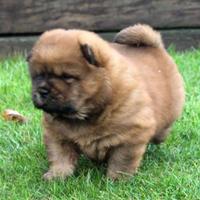 Cuccioli di Choow Chow